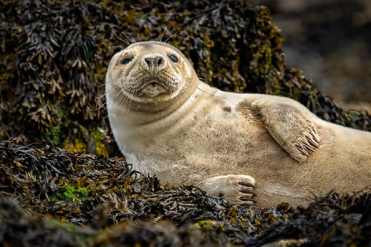 025 Farne eilanden, zeehond.jpg